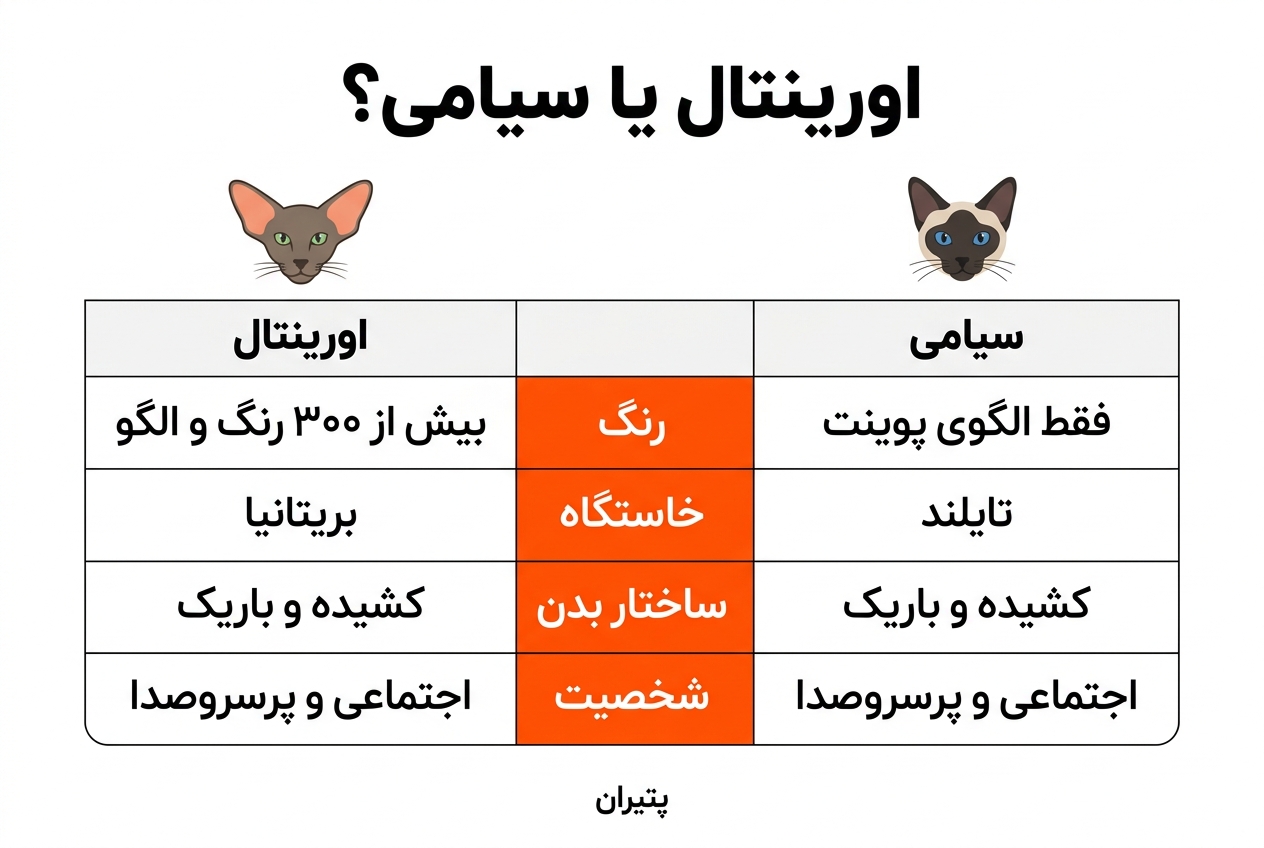 اینفوگرافیک مقایسه گربه اورینتال و سیامی: رنگ، خاستگاه، ساختار بدن و شخصیت